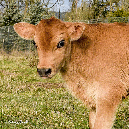 Italo – Calf