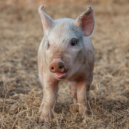 Rescued Pig