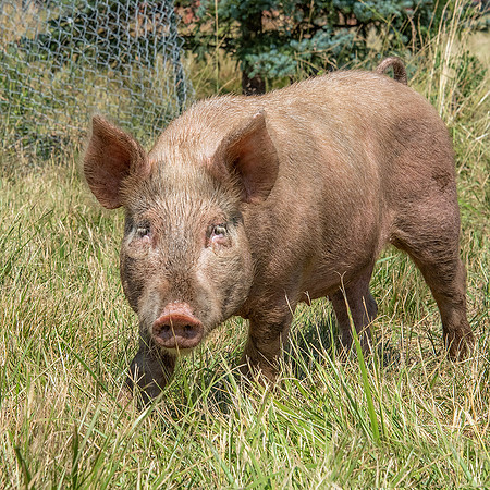 Rescued Pig
