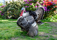 Turkeys at Lighthouse Farm Sanctuary