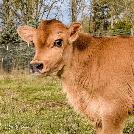Italo – Calf
