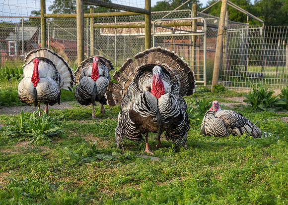 Turkeys at Lighthouse Farm Sanctuary