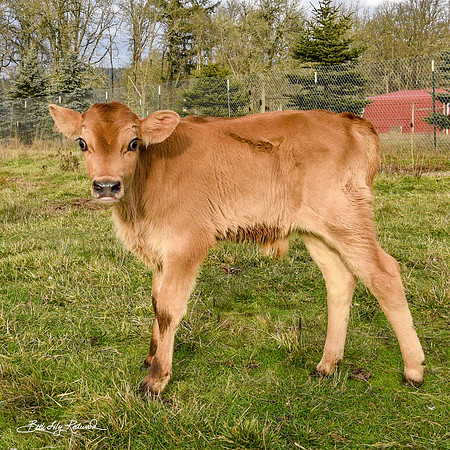 Italo – Calf