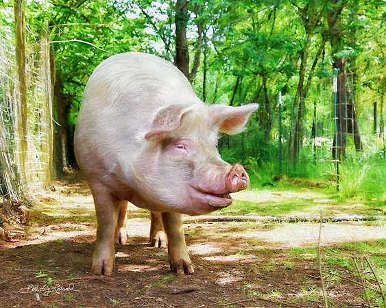 Life is a Joy for Barbie at Out to Pasture Sanctuary