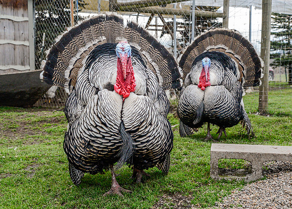 Turkeys at Lighthouse Farm Sanctuary