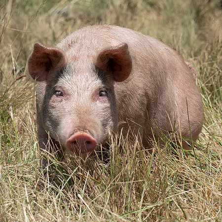 Rescued Pig