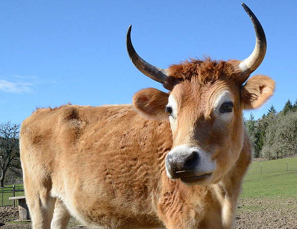 Cow Living in Sanctuary