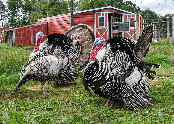 Turkeys at Lighthouse Farm Sanctuary
