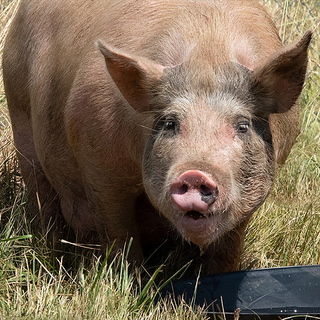 Rescued Pig