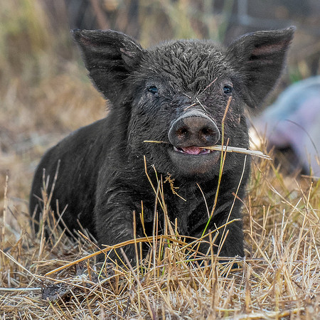 Rescued Pig