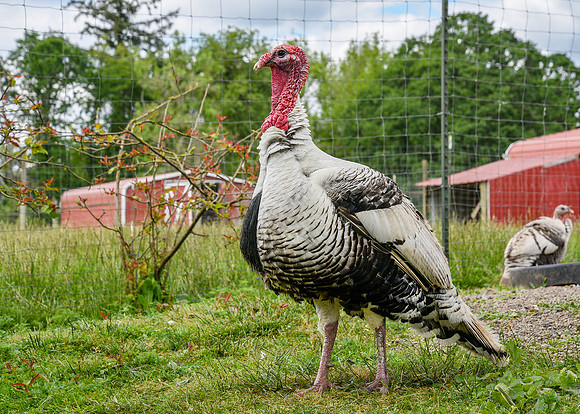 Turkeys at Lighthouse Farm Sanctuary