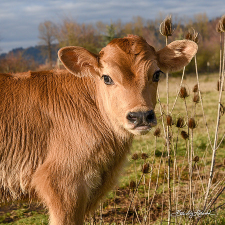 Italo – Calf