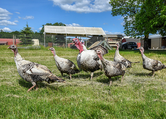 Turkeys at Lighthouse Farm Sanctuary