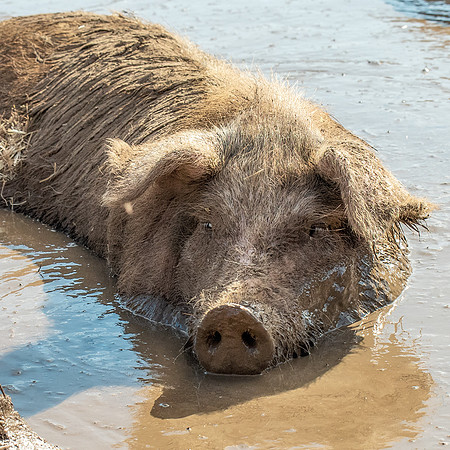 Rescued Pig