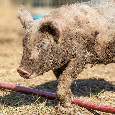 Rescued Pig