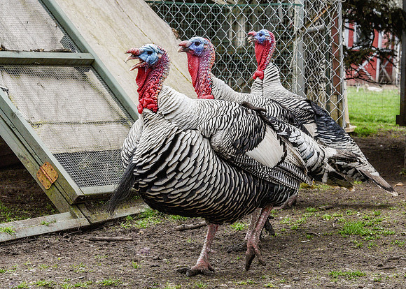Turkeys at Lighthouse Farm Sanctuary