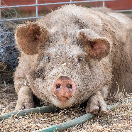 Rescued Pig