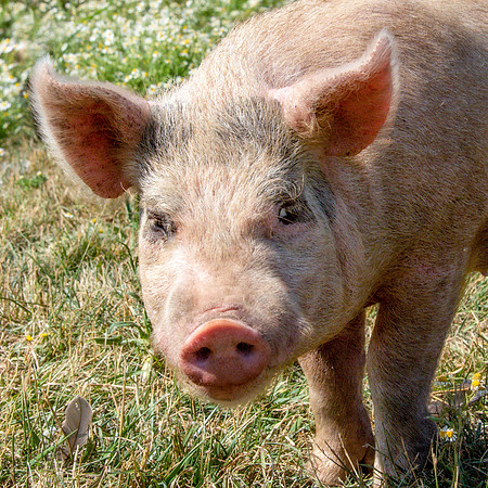 Rescued Pig