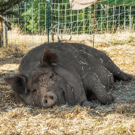 Rescued Pig
