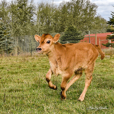 Italo – Calf