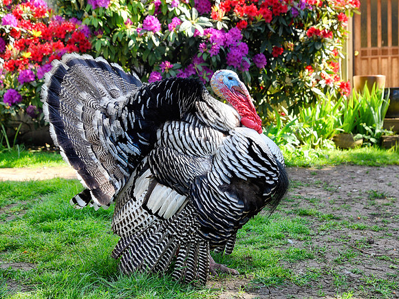Turkeys at Lighthouse Farm Sanctuary