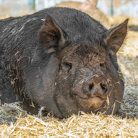 Rescued Pig