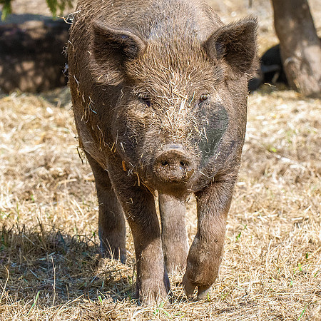 Rescued Pig