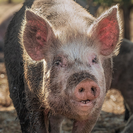 Rescued Pig