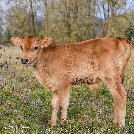 Italo – Calf