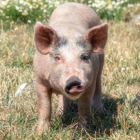 Rescued Pig