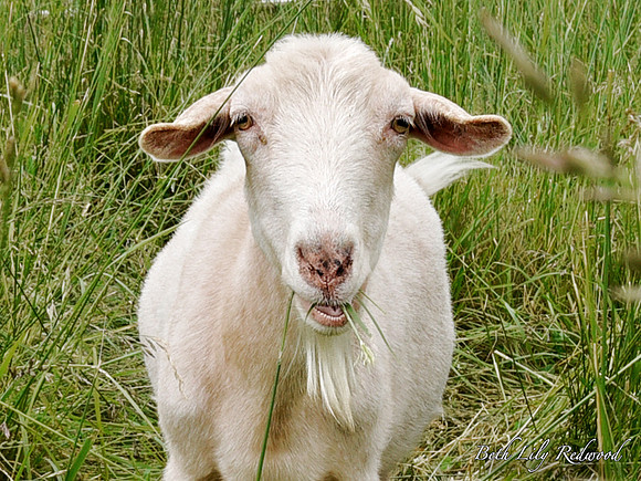 Goats and Sheep