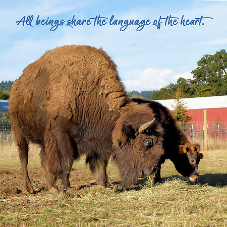 All beings share the language of the heart.