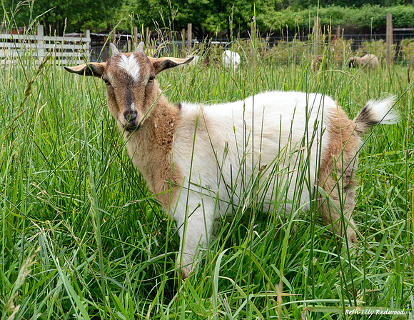 Goats and Sheep