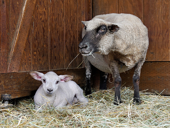Welcome Baby Lamb Dash