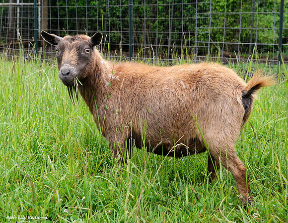 Goats and Sheep