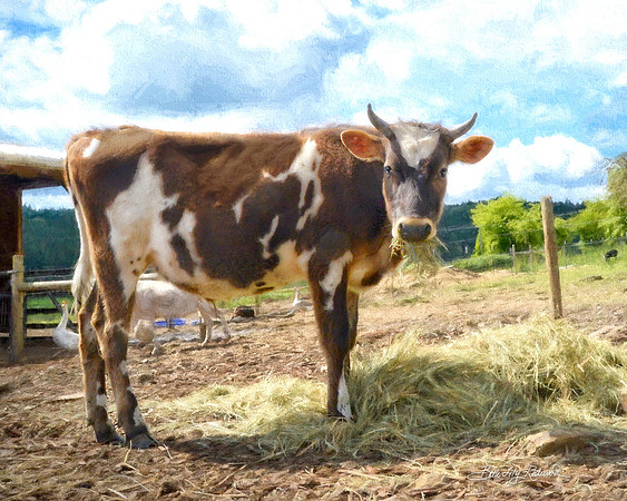 Handsome Blitzen always has plenty of fresh hay to enjoy.