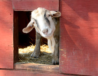 Goats and Sheep