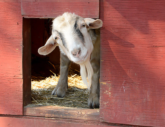Goats and Sheep