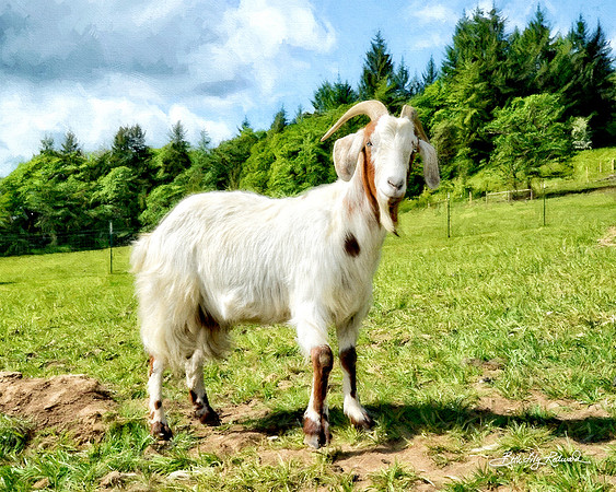 Magnificent Orin at Wildwood Farm Sanctuary.