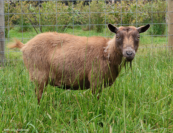 Goats and Sheep