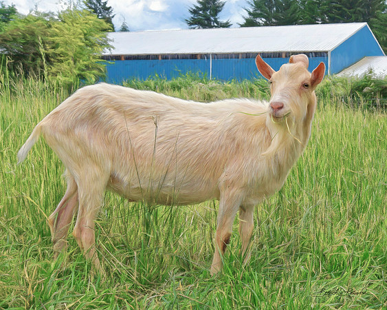 Ike at Out to Pasture Sanctuary
