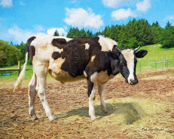 Ferd at Wildwood Farm Sanctuary