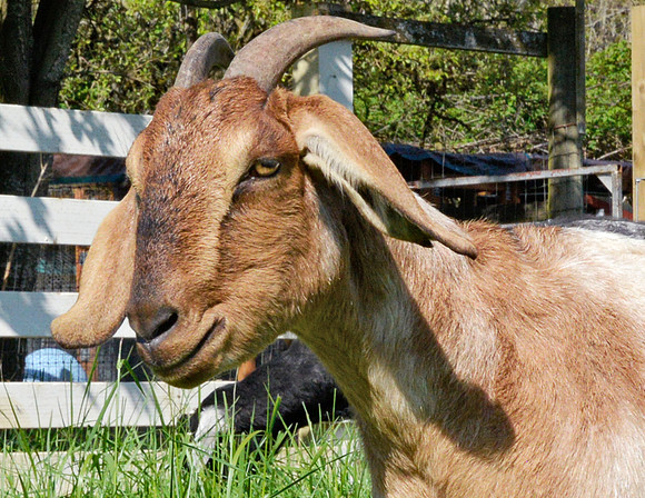 Goats and Sheep