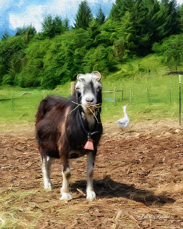 Lovable Smokey at Wildwood Farm Sanctuary.