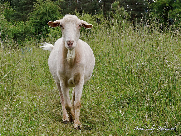 Goats and Sheep