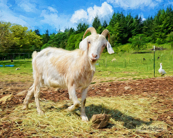 Billy Blue Eyes at Wildwood Farm Sanctuary.