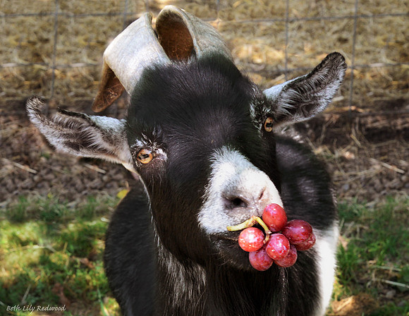Goats and Sheep