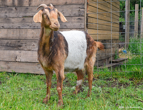 Goats and Sheep