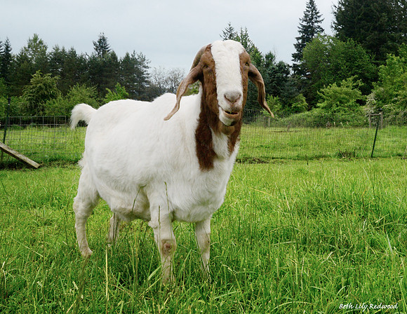 Goats and Sheep