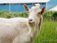 Goats and Sheep